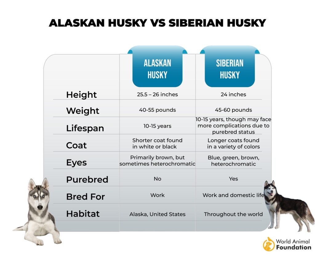 Husky d'Alaska contre Husky de Sibérie