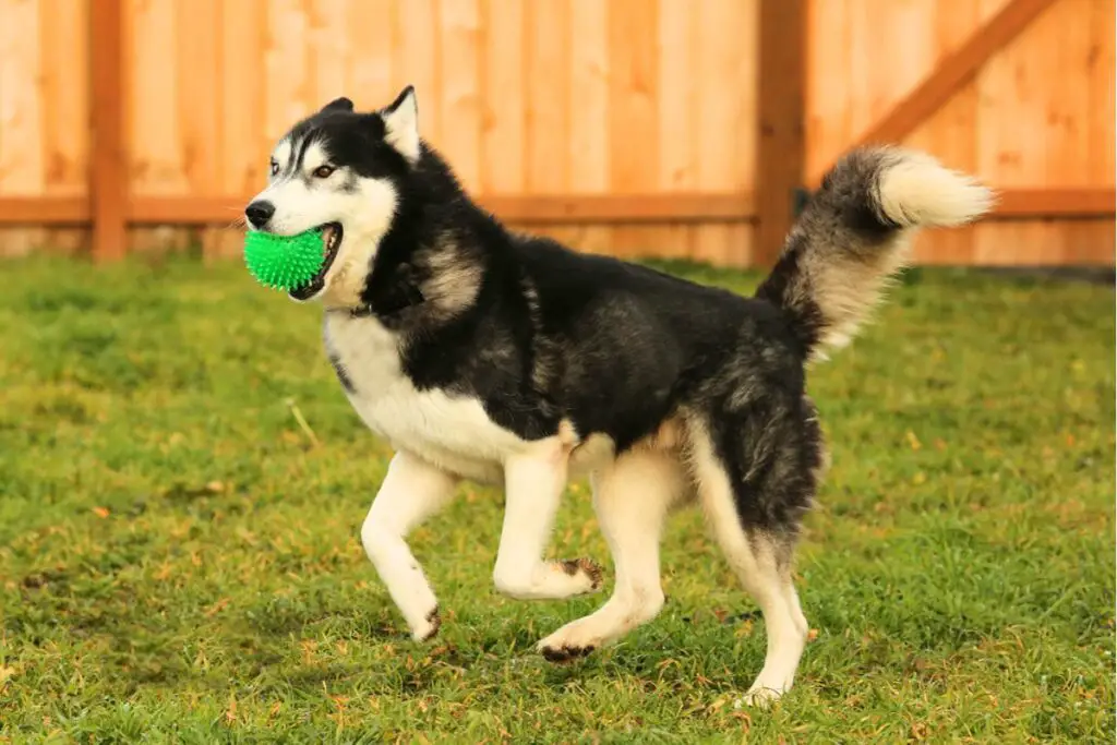 Entraînement du husky sibérien d'Alaska