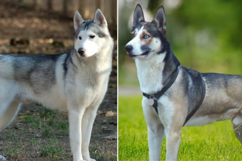 Husky d'Alaska contre Husky de Sibérie