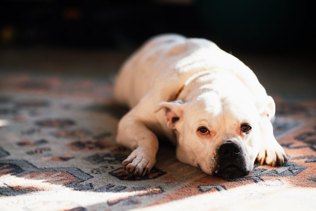 est-ce qu'un tyran américain est un bouledogue