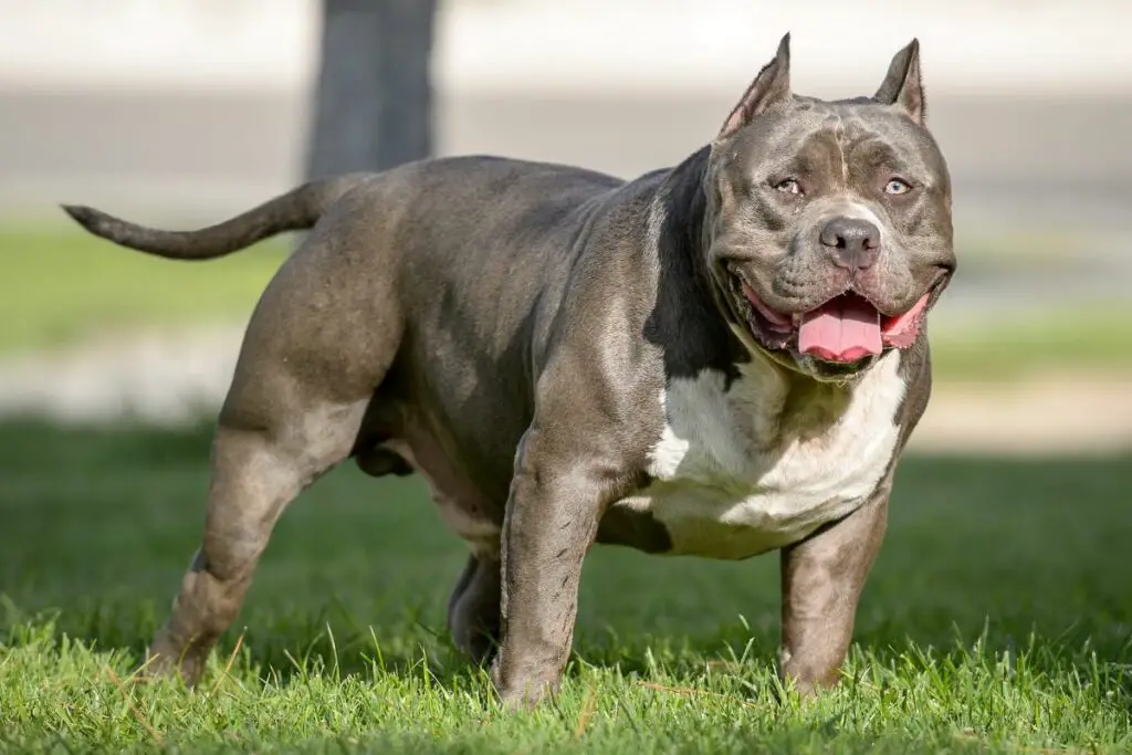 bouledogue américain tyran