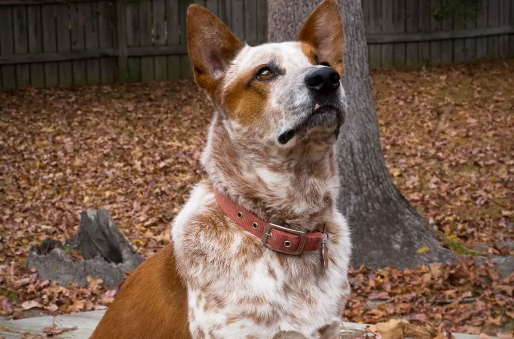 le chien le plus intelligent du monde
