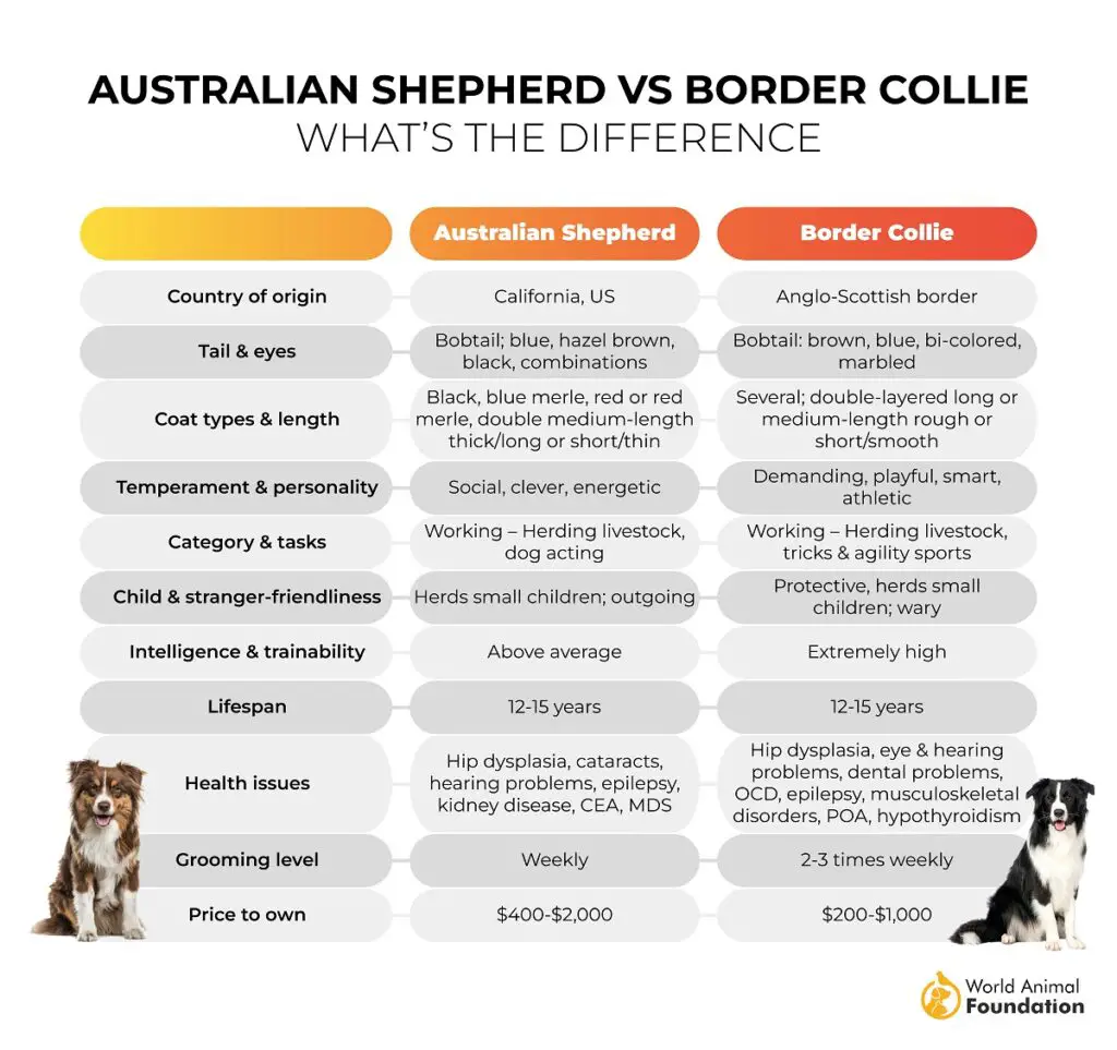 Berger australien contre Border Collie