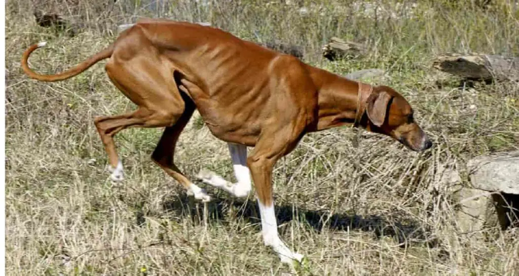 races de chiens maigres