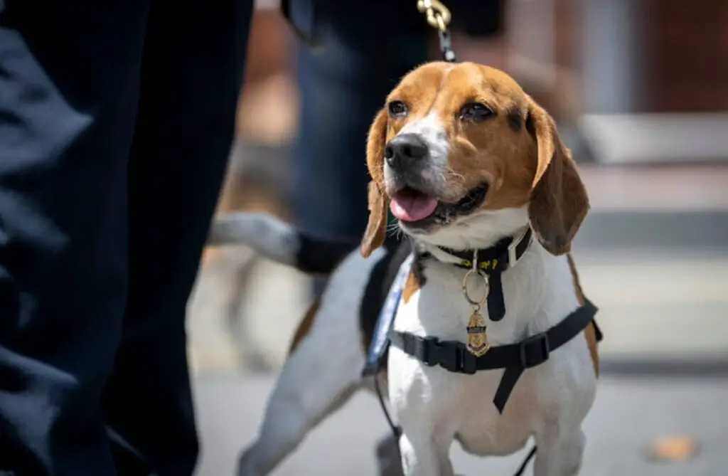 espèce représentative du chien policier
