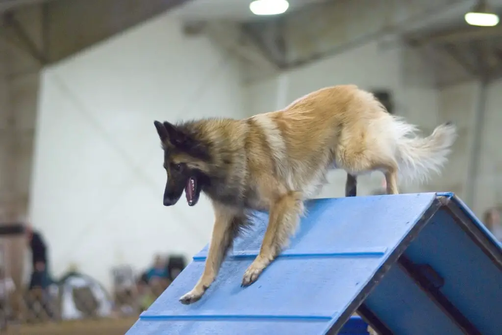 race de chien la plus intelligente du monde
