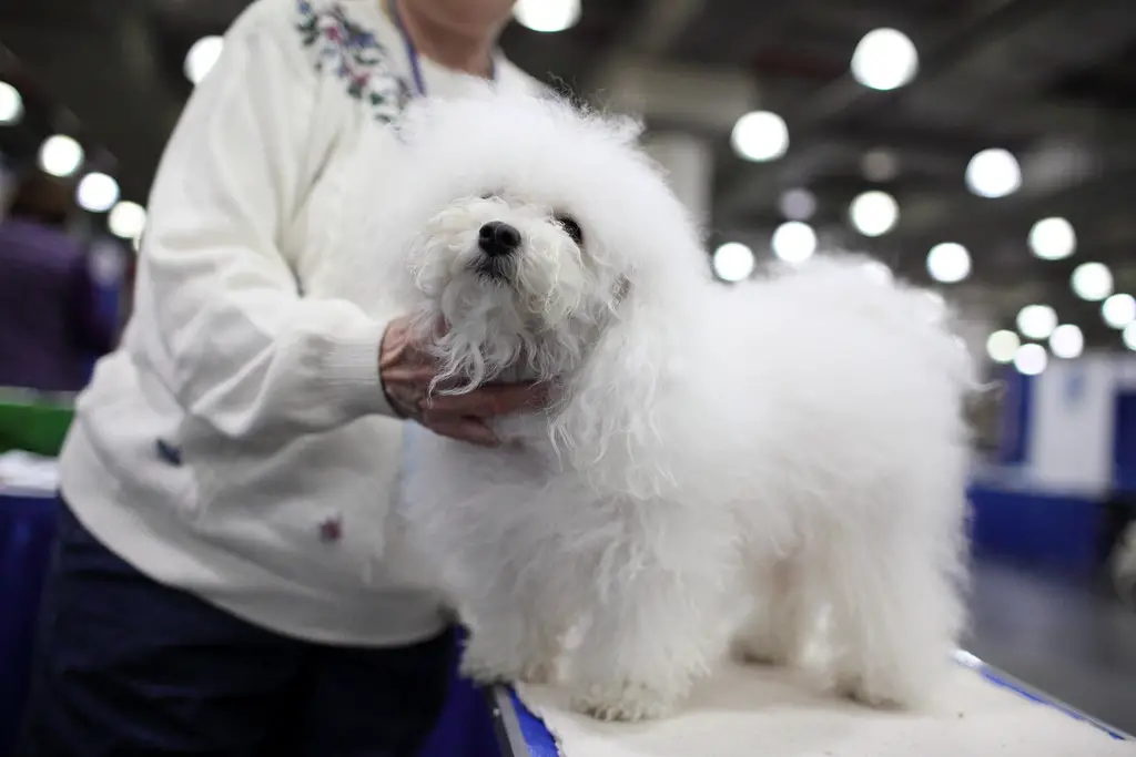 Meilleurs chiens hypoallergéniques