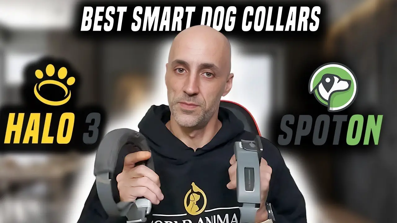 Best Smart Dog Collars