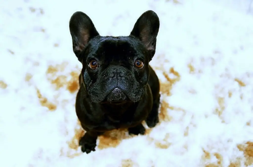 Bouledogue français noir