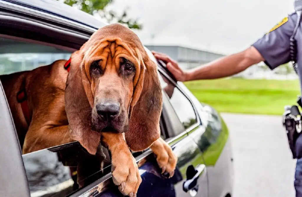 race de chien policier
