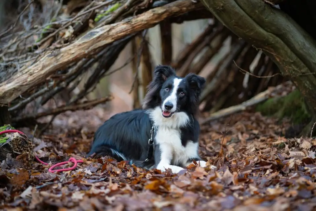 border collie adulte