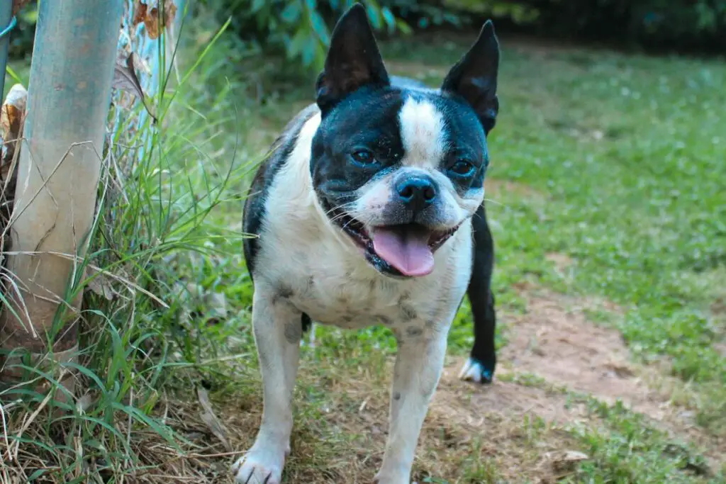 Terrier de Boston