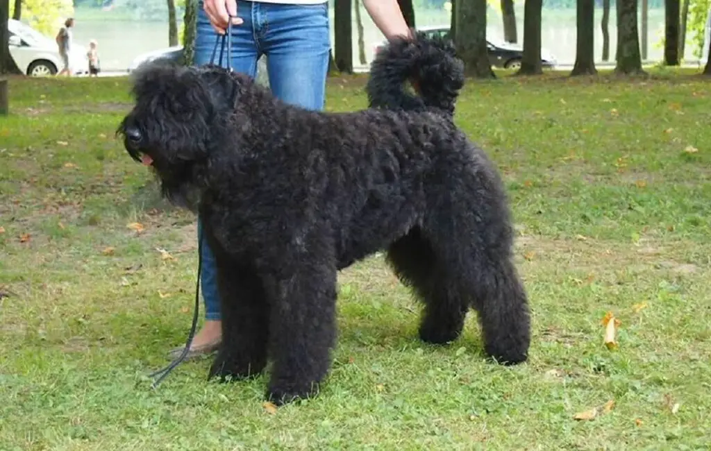 quel type de chiens sont des chiens policiers
