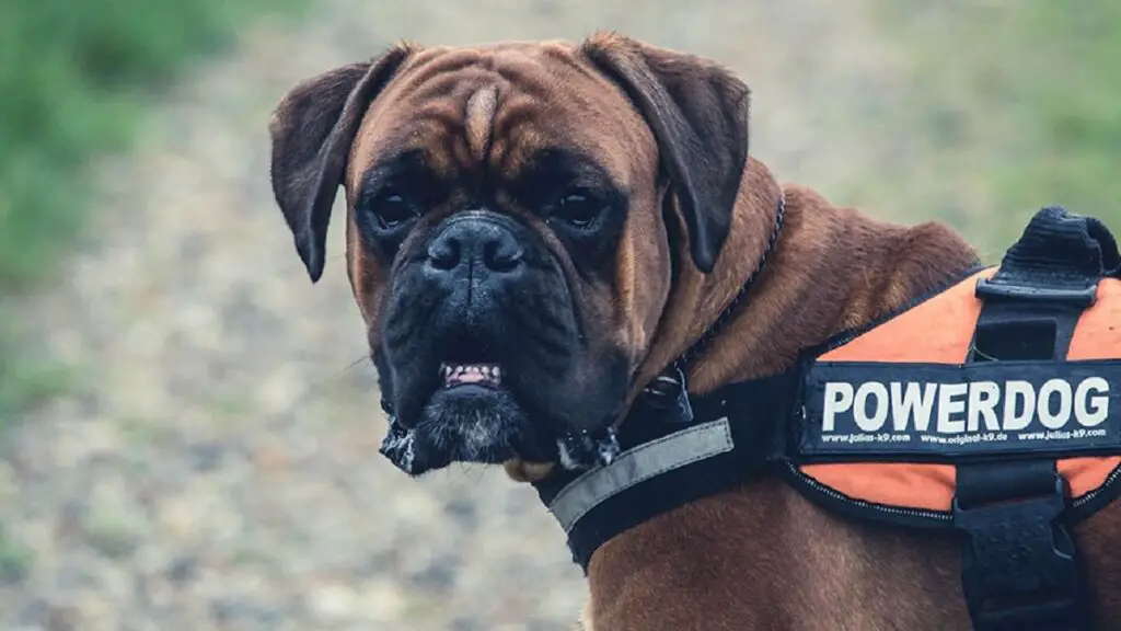 types de chiens policiers
