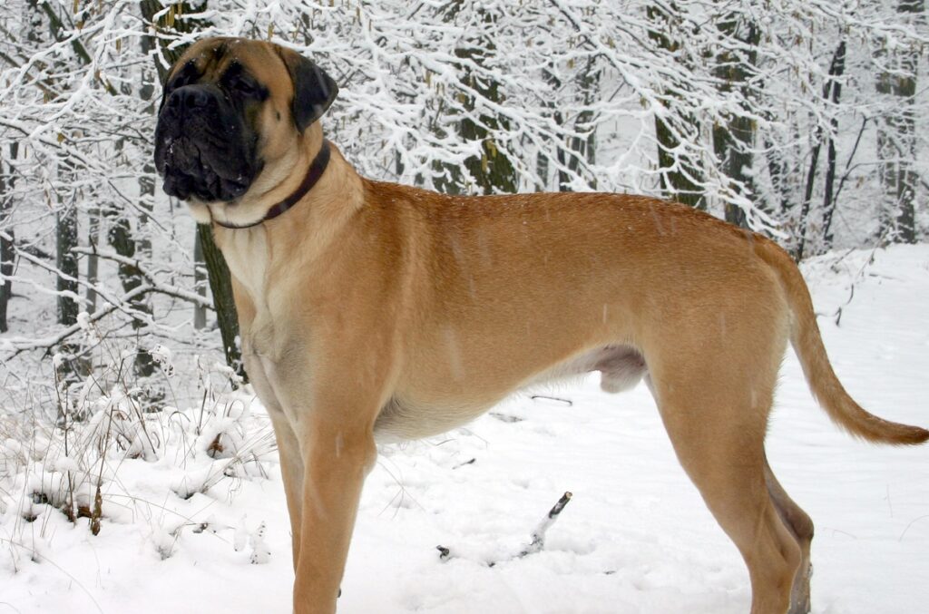 Bullmastiff