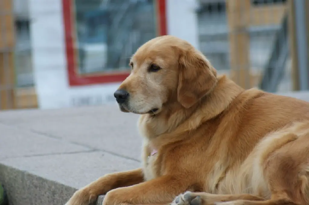 Golden Retriever canadien