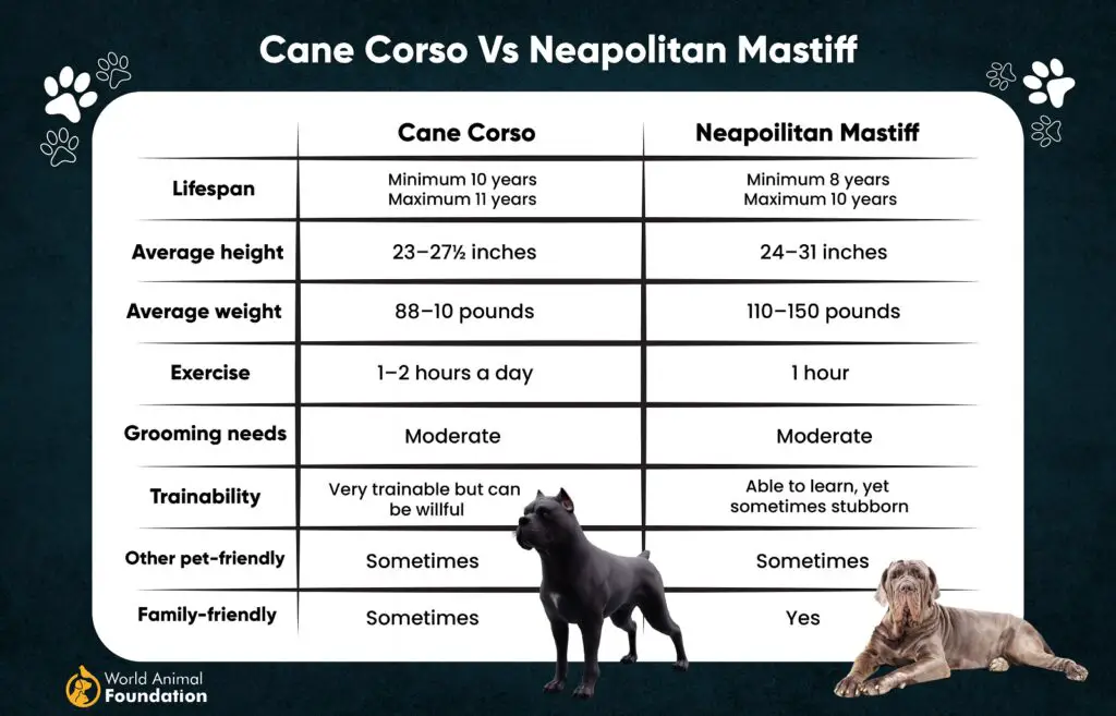 Cane Corso contre Dogue napolitain