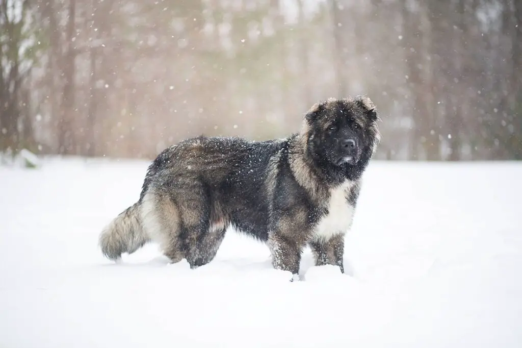 grands chiens de berger
