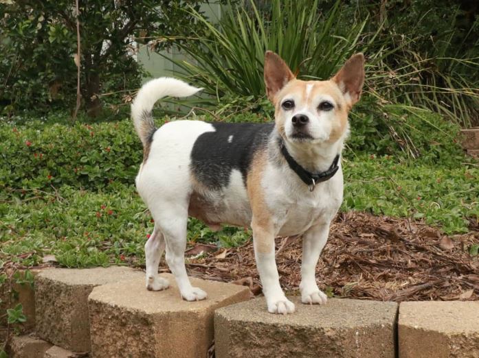 mélange de chihuahua pour chien
