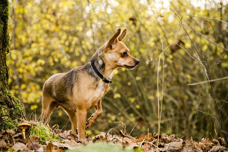 types de mélanges de chihuahua
