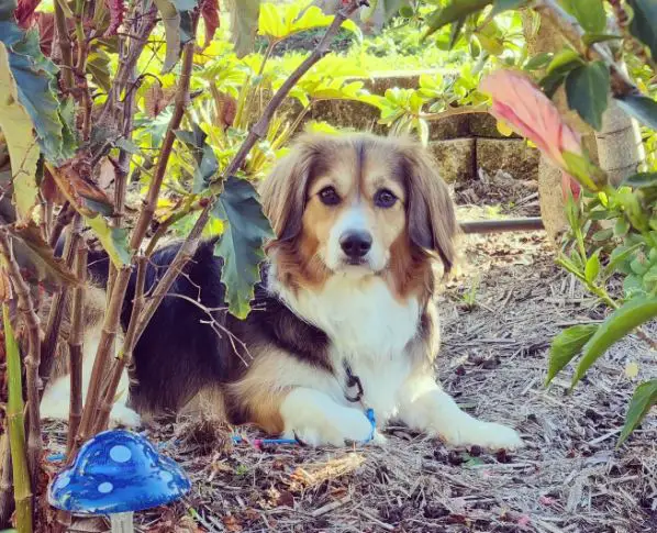 Mélange Corgi Cavalier King Charles Spaniel