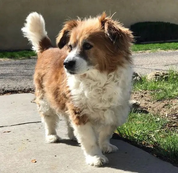 Mélange Corgi Cocker Spaniel