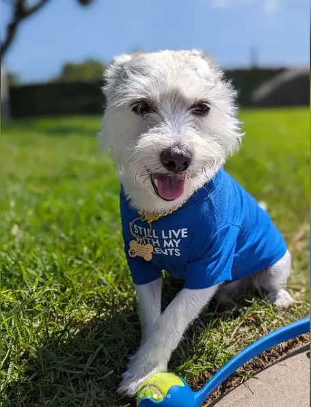 Mélange Corgi Schnauzer