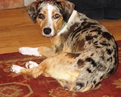 Mélange Corgi Catahoula