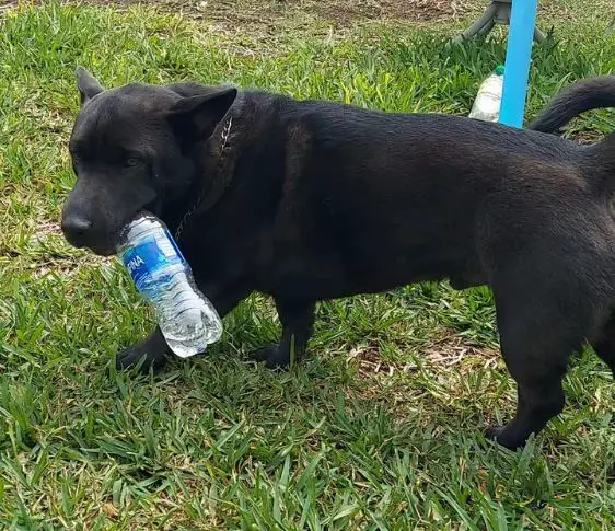 Mélange Corgi x Shar-Pei