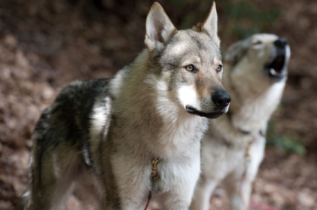 races de chiens et de loups