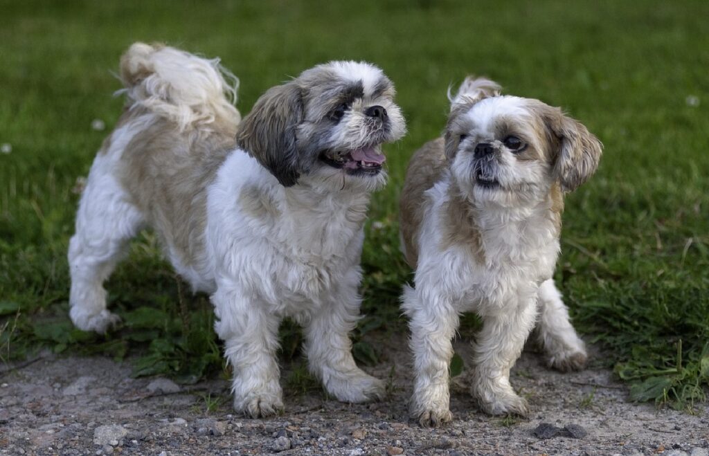 La lignée Shih Tzu a-t-elle failli disparaître