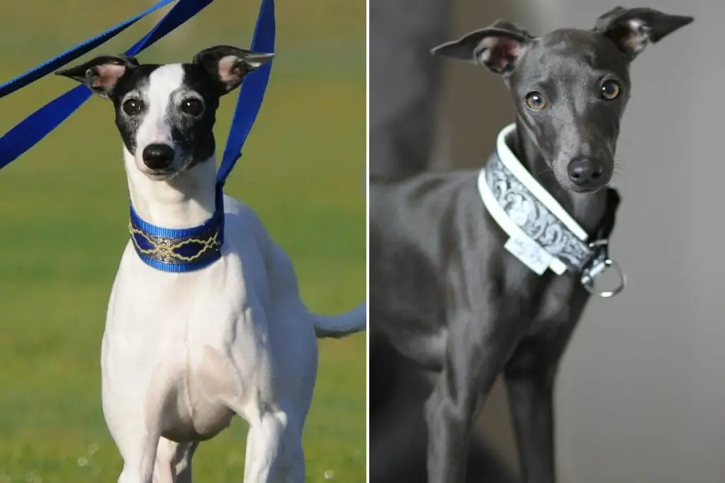 Différences entre le lévrier italien et le Whippet