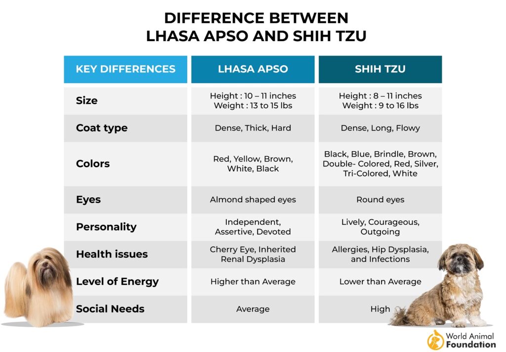 Différences entre Lhassa Apso et Shih Tzu