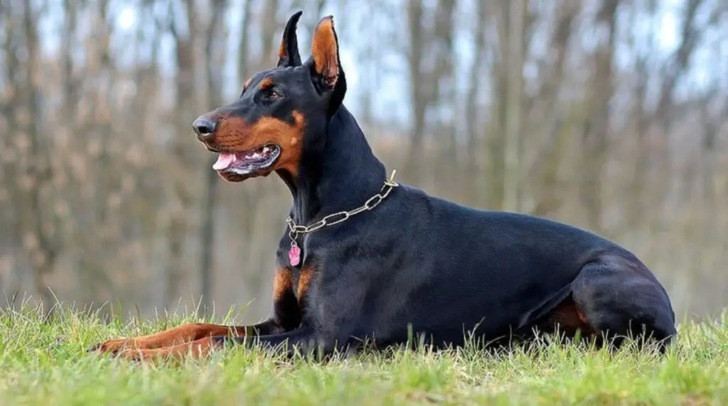 races de chiens grands et maigres