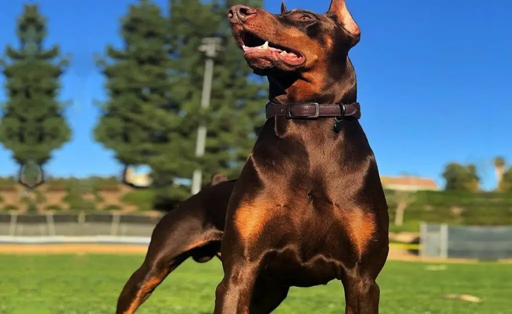 Mélange Doberman Pinscher Pitbull