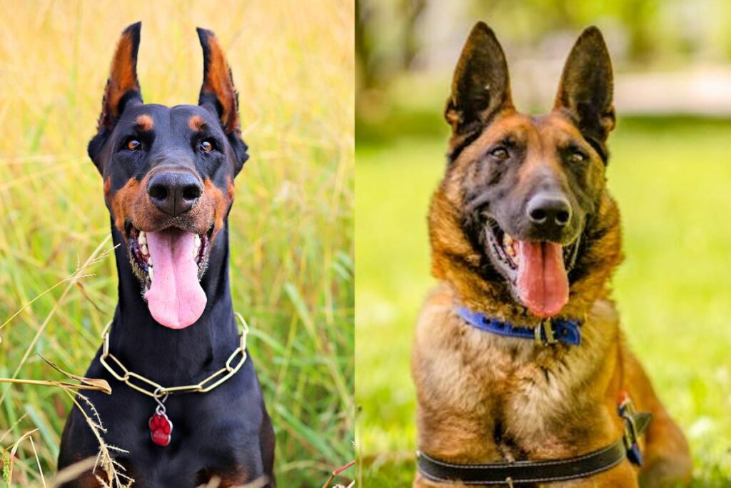 Doberman and German Shepherd