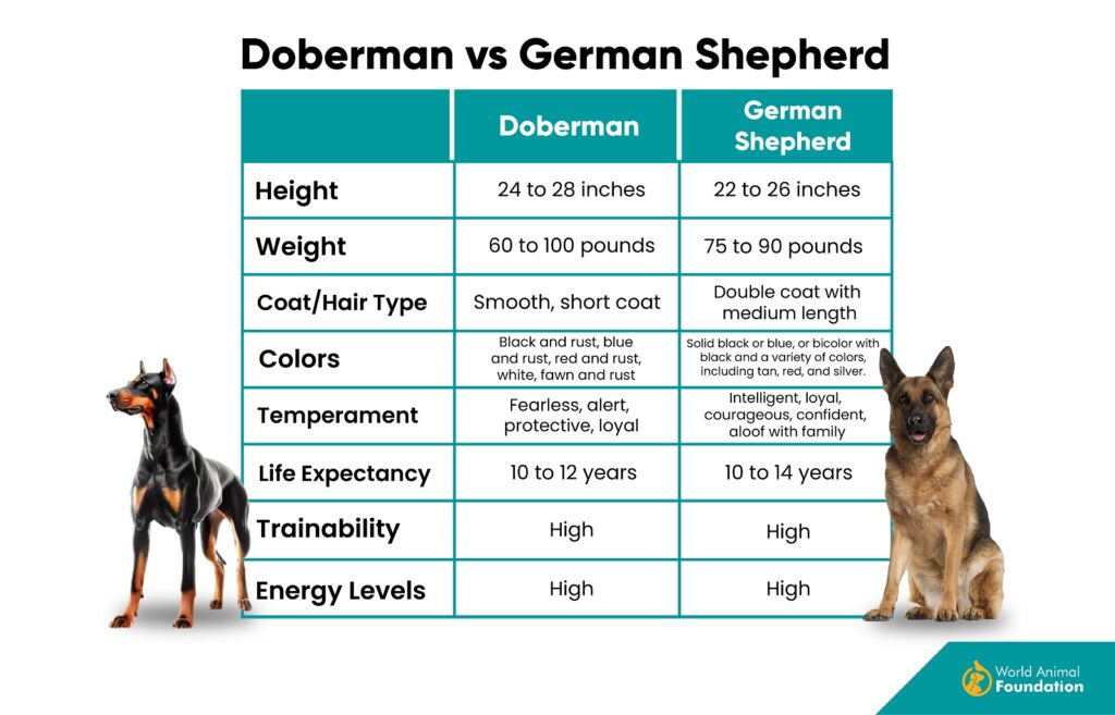 Différence entre Doberman et berger allemand