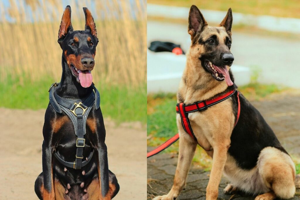 Similitudes entre le doberman et le berger allemand