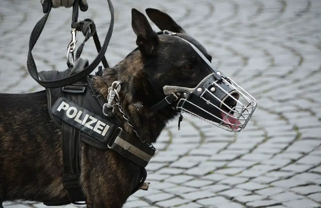 chiens de la police