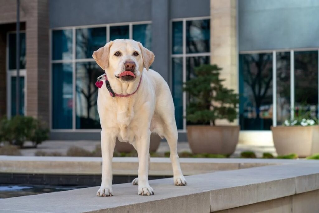 Labrador Retriever anglais