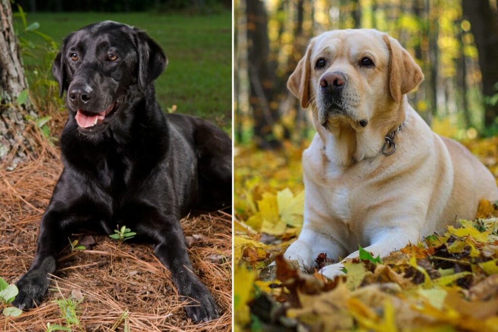 Labradors anglais vs Labradors américains 