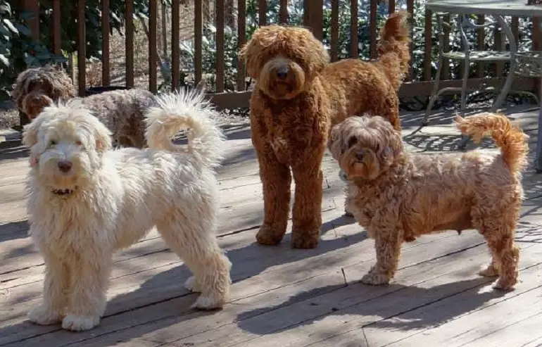 les labradoodles miniatures sont-ils hypoallergéniques
