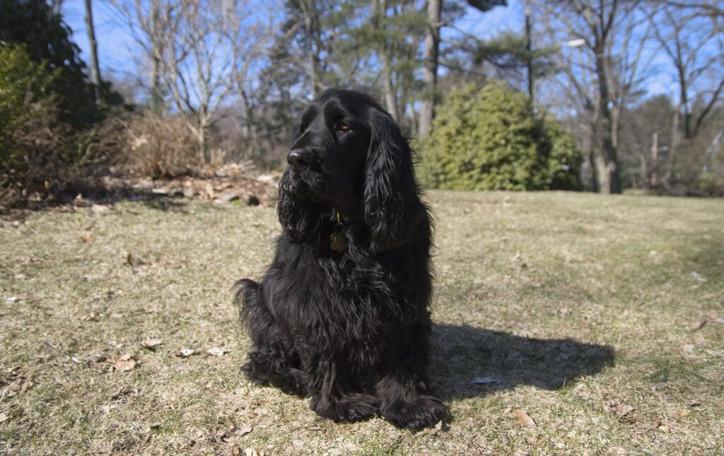 chien de chasse épagneul
