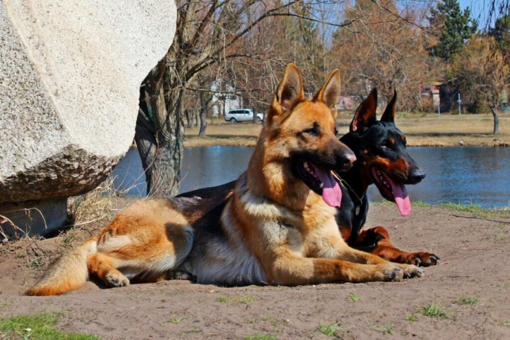 mélange de doberman de berger allemand adulte