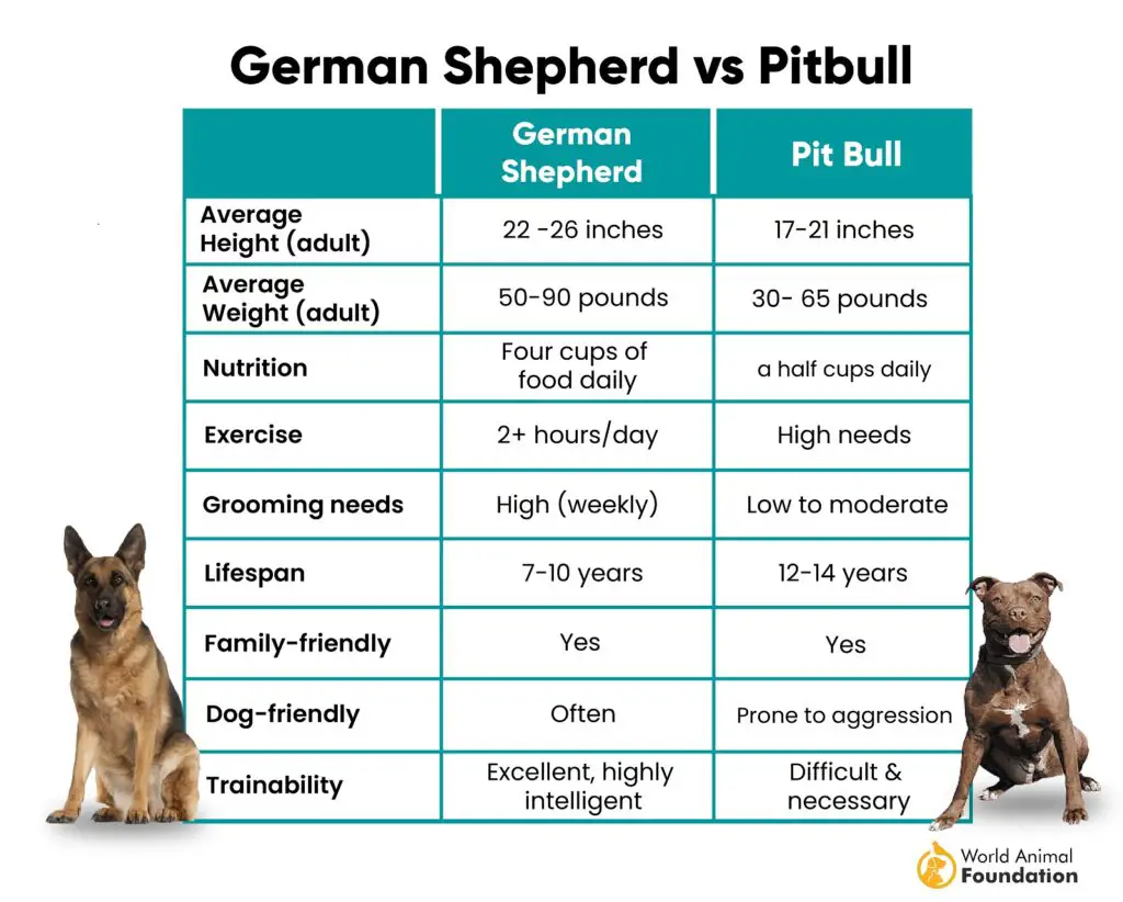 Berger allemand vs Pitbull : quelle est la différence 