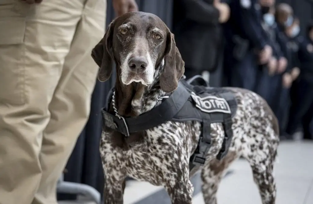 chiens de police
