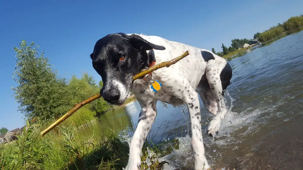 quelle est la race de chien la plus intelligente
