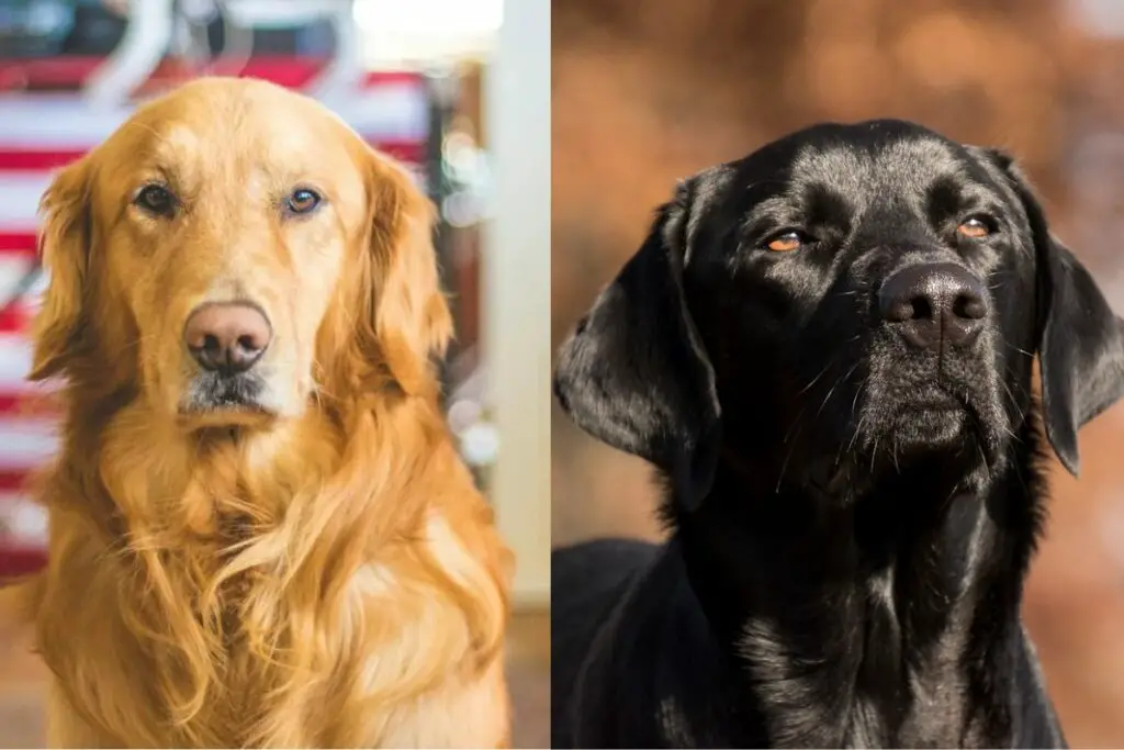 Golden Retriever contre Labrador