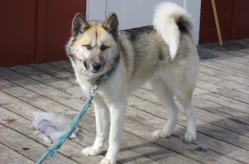 chien loup américain
