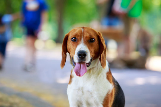 race de chien de chasse